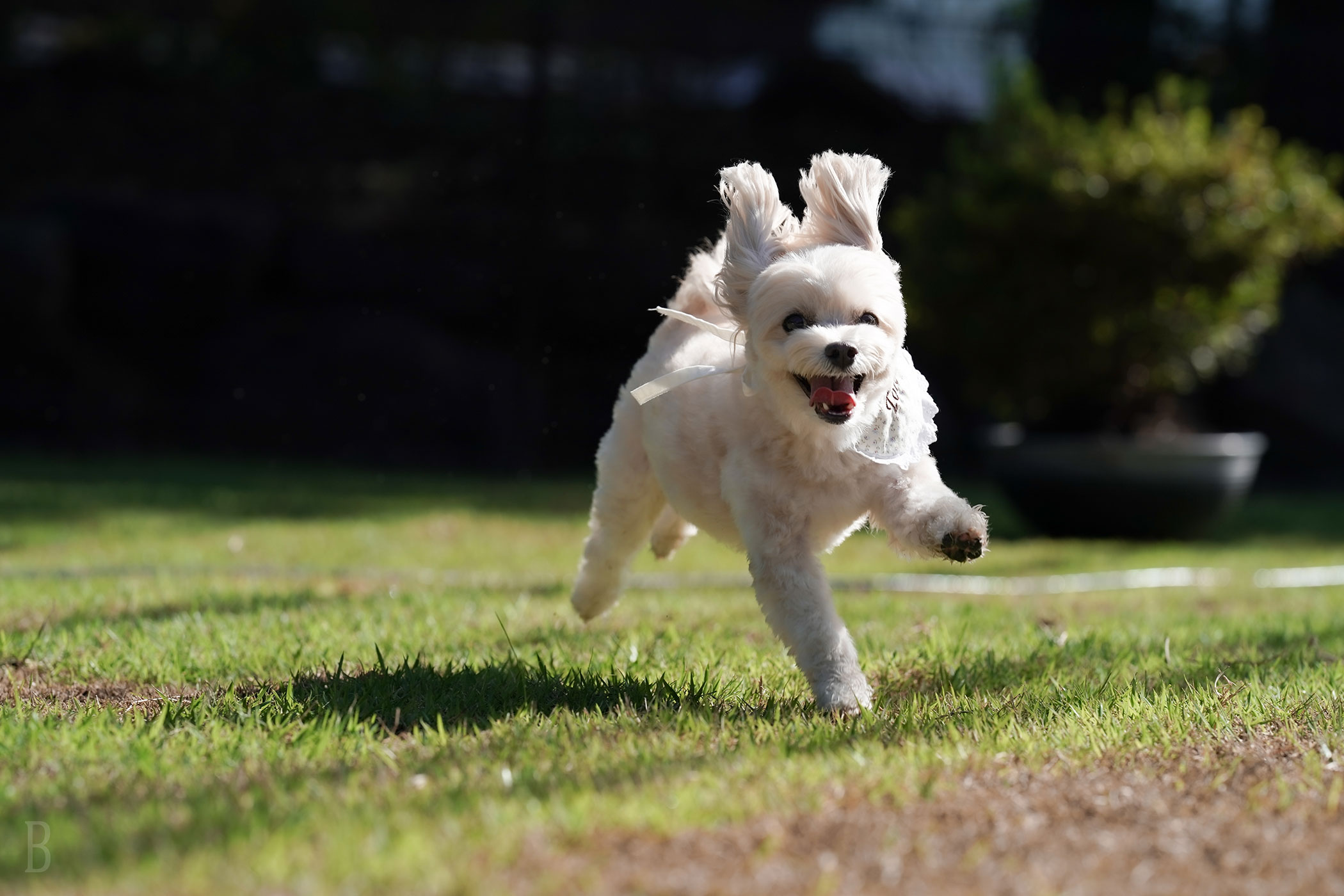 犬がドッグランを走り回る画像